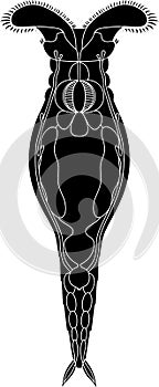 Black silhouette of bdelloid rotifer